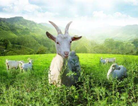 Top 10 Goat Milk Scam Blacklist