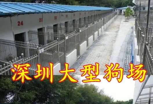 Base del animal doméstico de Nanshan de la perrera de la granja del perro de Shenzhen