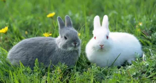 Can humans bathe rabbits?