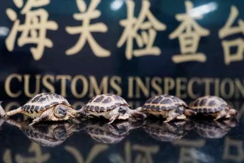 La Aduana de Jiangmen intercepta una tortuga invasora de orejas rojas