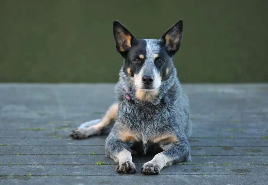 What is the protective ability of the Australian Cattle Dog?