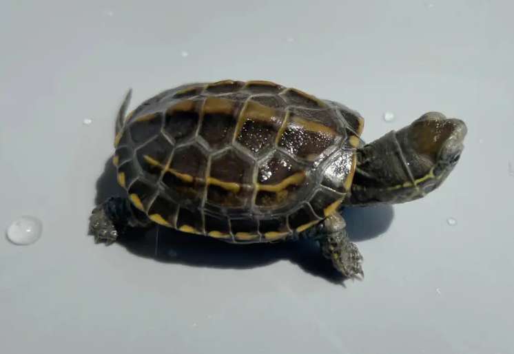 Can tortoises be kept in deep water? Will they die?