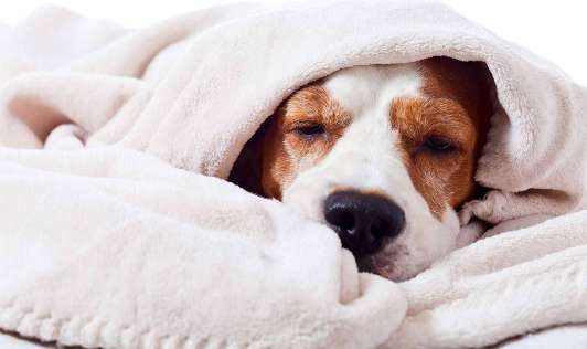 La forma más eficaz de bajar la fiebre a un perro