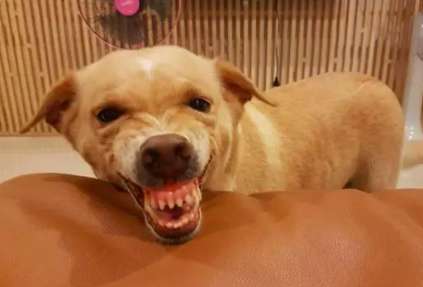 ¿Por qué un perro muestra los dientes cuando lo golpea?