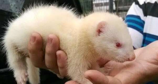 Do pet ferrets recognize their owners? Why