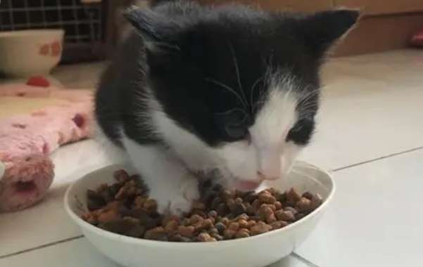 ¿Pueden los gatos comer comida vegetariana para gatos?