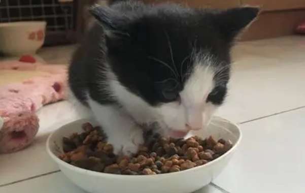 Can cats eat vegetarian cat food?