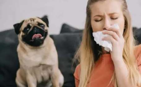 Qué hacer si tu perro es alérgico