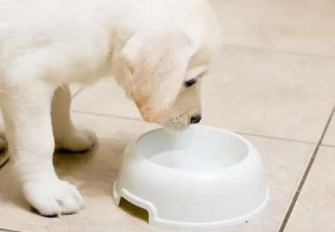 ¿Puede beber agua un perro de 1 mes? ¿Por qué?