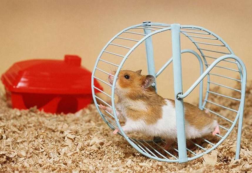 À quelle fréquence un hamster doit-il boire de l'eau en hiver ? » width=