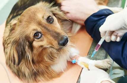  Why are two shots of dog vaccines different?