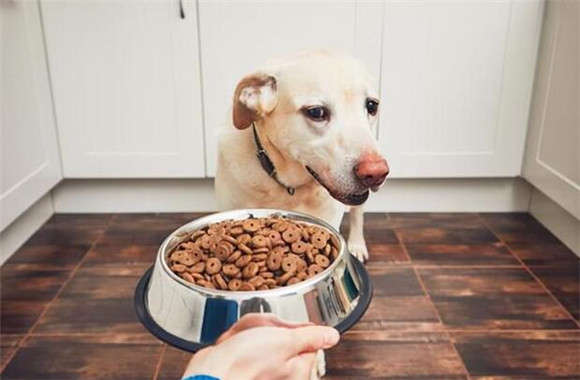 How to Make a Dog Food Box for Puppies Simple