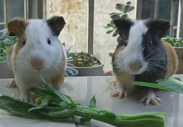 What vegetables are best for guinea pigs to eat?