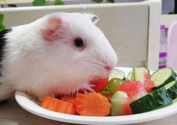 What vegetables are best for guinea pigs?