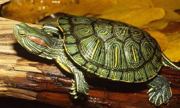 How long can a pet Brazilian turtle live?