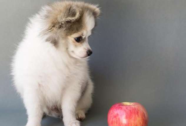 What will happen if a dog eats an apple core?
