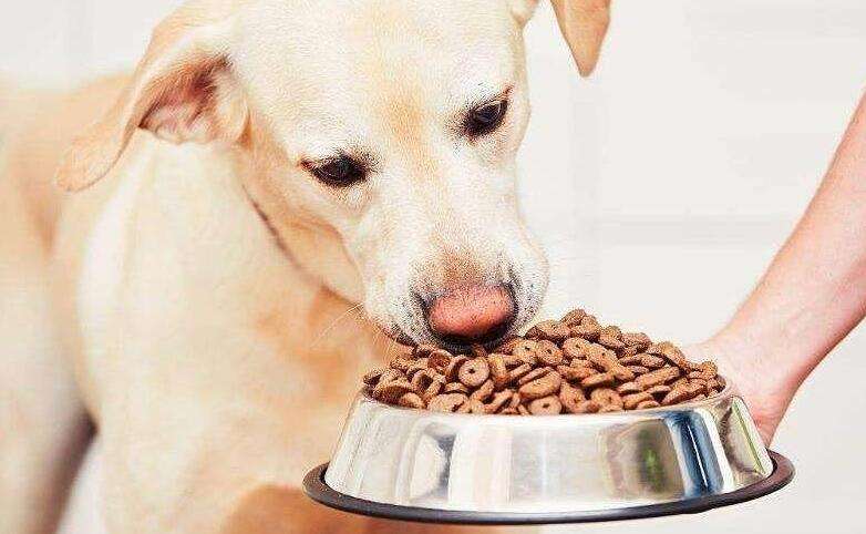 How to gain weight with dog food