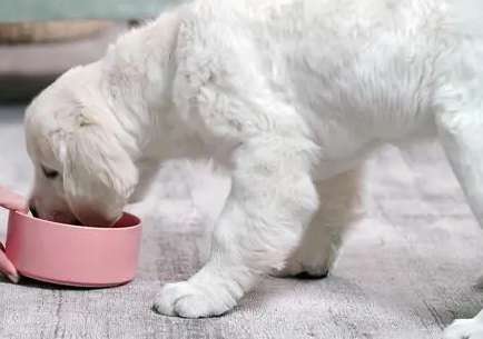How to adjust dog food after an injury
