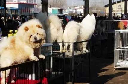 Where are the pet markets in Chongqing?