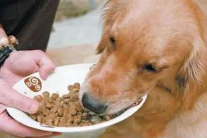 How to distinguish good dog food from bad dog food