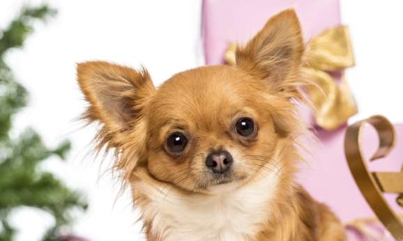 How long can a Chihuahua live with cor pulmonale?