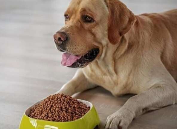 How to sterilize dog food