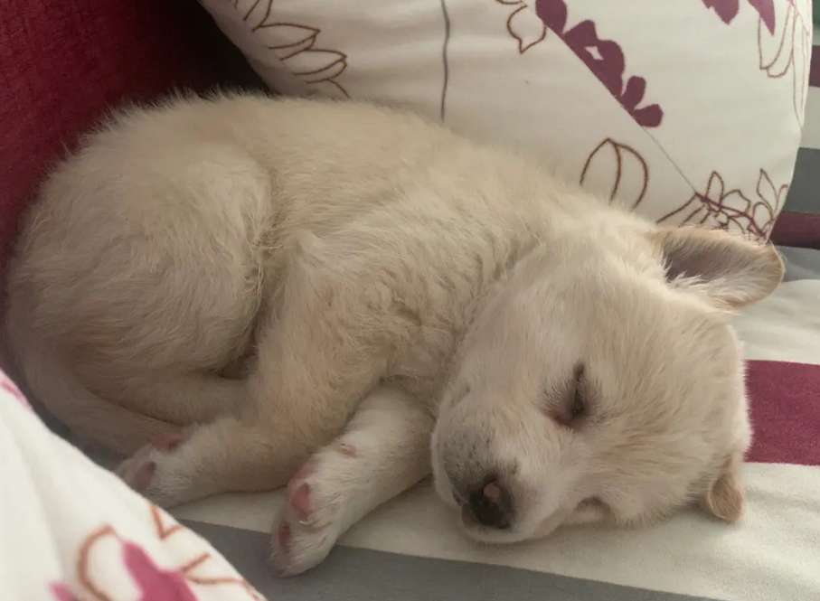 Qu'est-ce qui cause l'essoufflement des chiens pendant leur sommeil ?