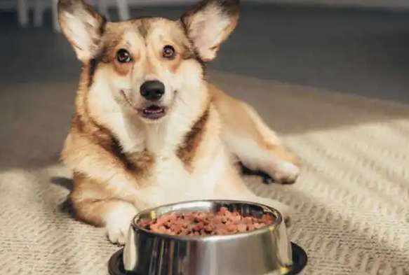 How to make dog food pellets for pets