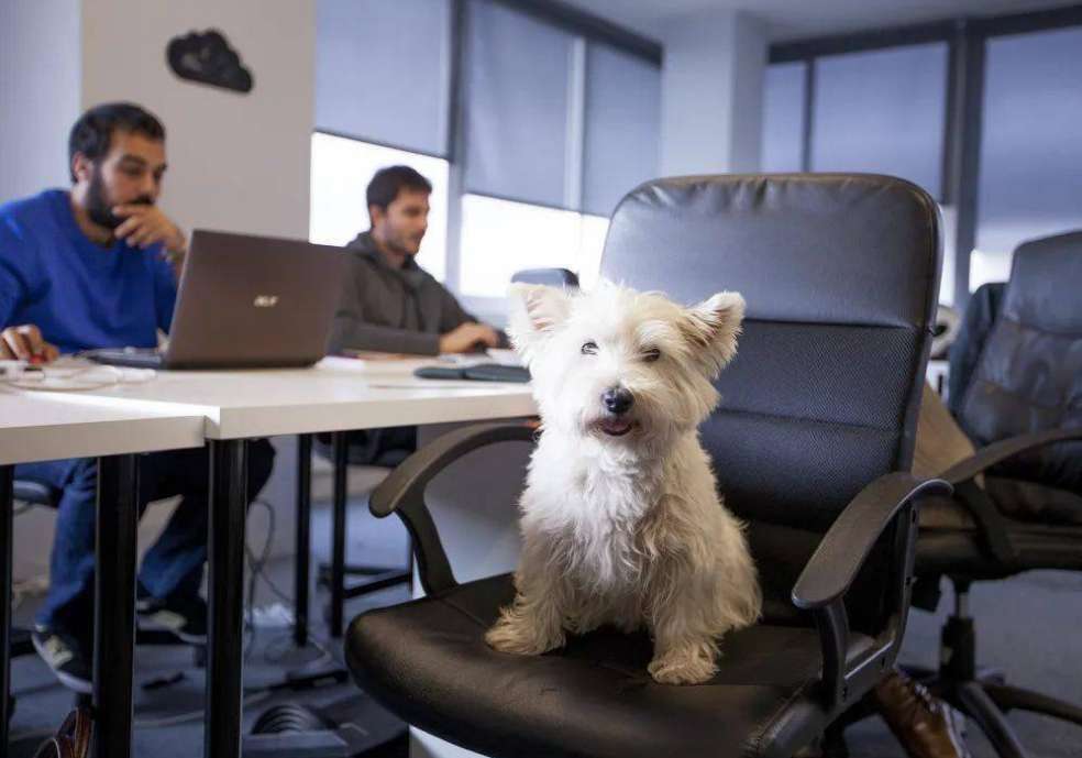 How to do accounting for company pets