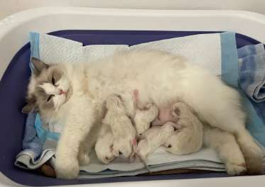 Wie lange dauert es, bis eine weibliche Katze nach der Geburt ohne Milch auskommt?