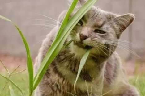 Warum fressen Katzen Gras?
