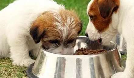 How to stew dog food deliciously and nutritiously
