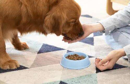How to give away free dog food