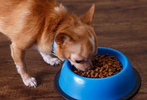 How to boil dog food for puppies