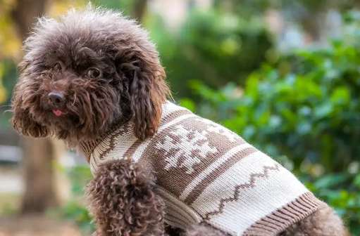 Tutorial on knitting a sweater for Teddy Dog