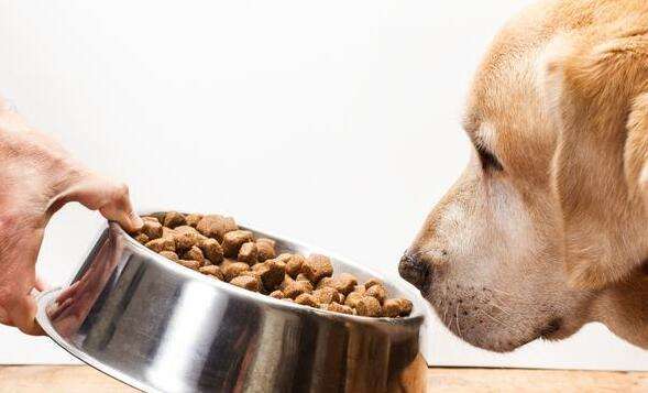 How to transition dogs to wet food