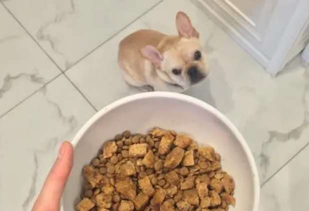 How to make dog food from potatoes