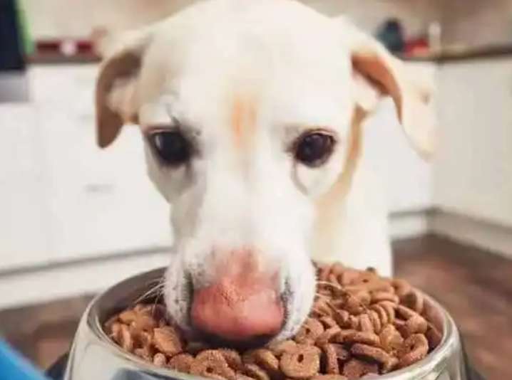 How to keep dog food fresh for a long time