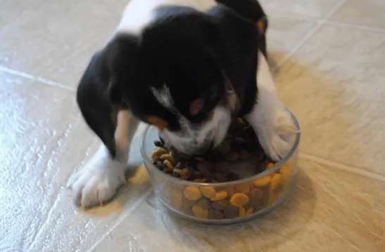 How to get a puppy to eat dog food