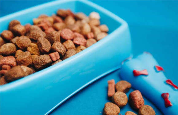 How to sterilize dog food at home when raising a dog?