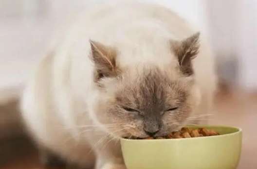 What cat food is good and how to identify it?