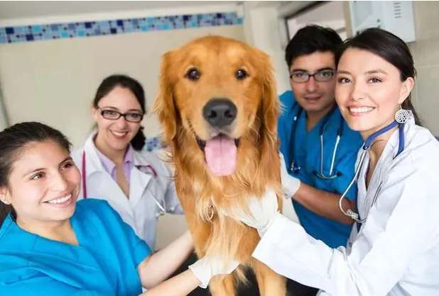 Which school is best for pet doctor training in Jiangsu?