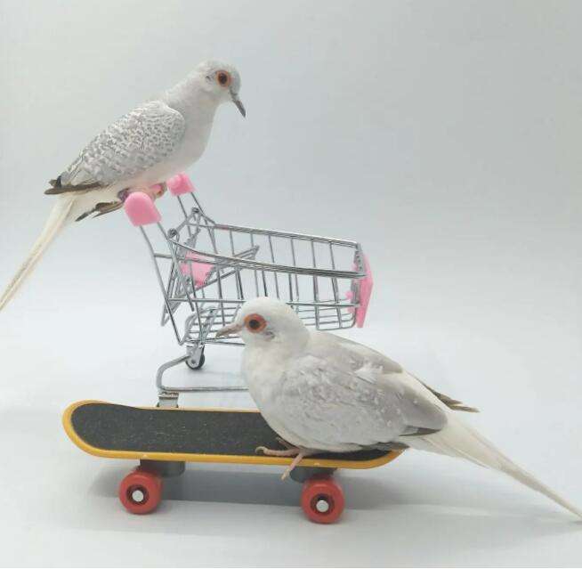 How to send pet birds by express delivery