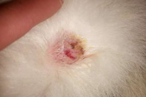 Why does the dog’s wound not scab?