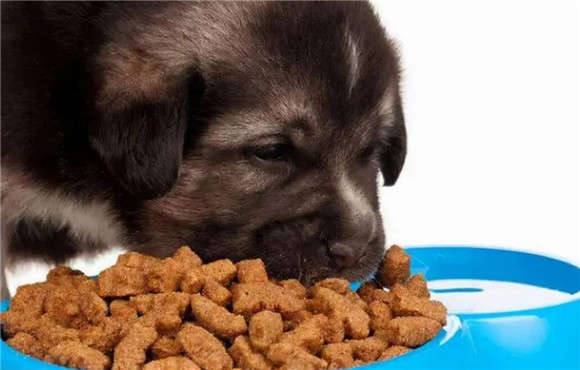 How to make delicious dog food
