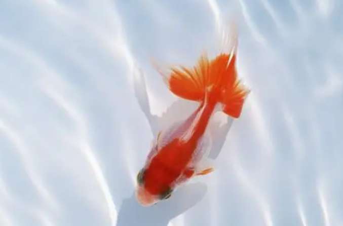 What else can goldfish eat besides feed?