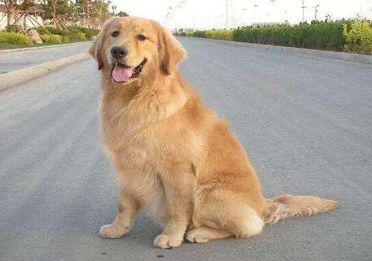 What is the personality of a golden retriever?