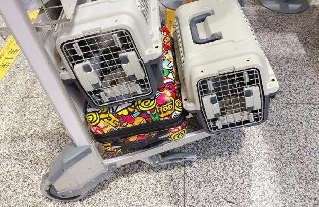 Where can I pick up my checked pets at the airport?