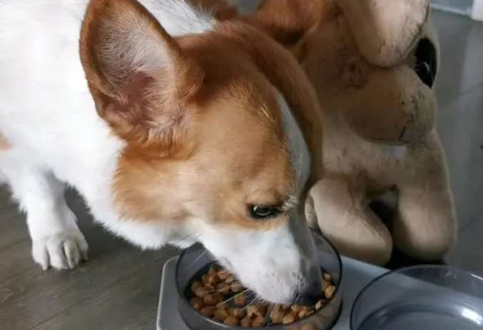 How to get dog food