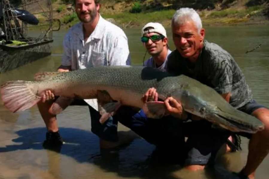 Which one is more powerful, the alligator gar or the crocodile?